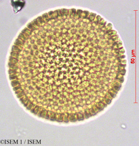 ISEM 1/Croton_mauritianus_28284/Croton_mauritianus_28284_0001(copy)_thumb.jpg